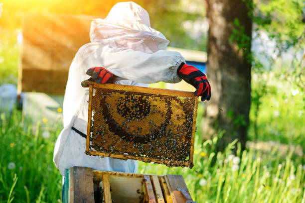 istock The beekeeper takes the frame with honeycomb from the hive 1002275716