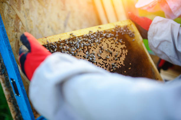 istock The beekeeper takes the frame with honeycomb from the hive 1002275772