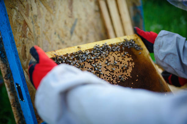 istock The beekeeper takes the frame with honeycomb from the hive 1002275794