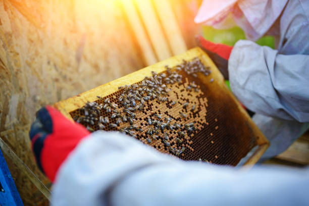 istock The beekeeper takes the frame with honeycomb from the hive 1002275810