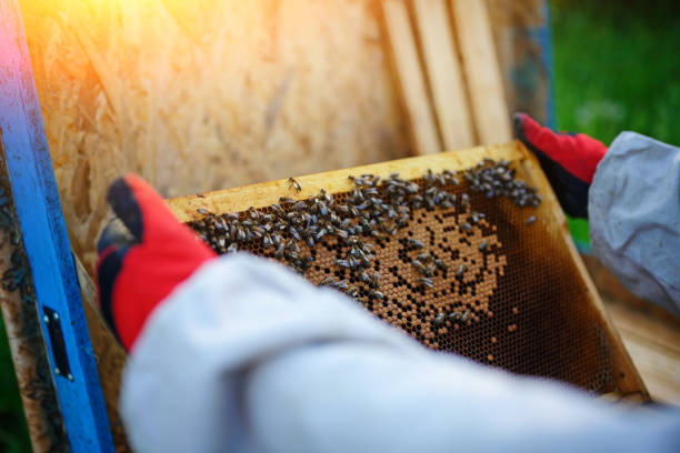 istock The beekeeper takes the frame with honeycomb from the hive 1002275826