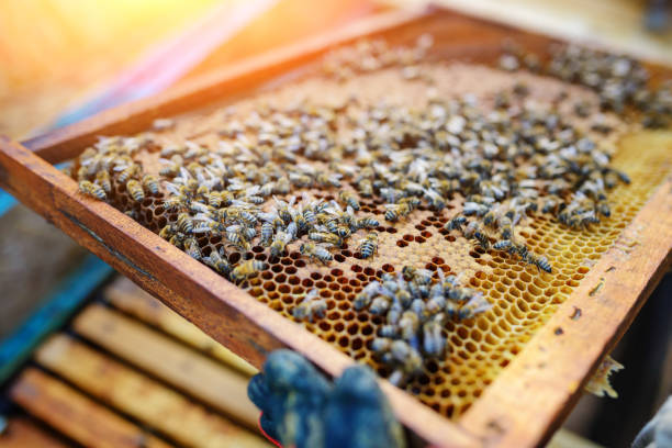 istock Beekeeper holding frame of honeycomb with bees 1002275836
