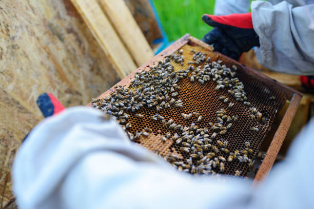 istock The beekeeper takes the frame with honeycomb from the hive 1002275866