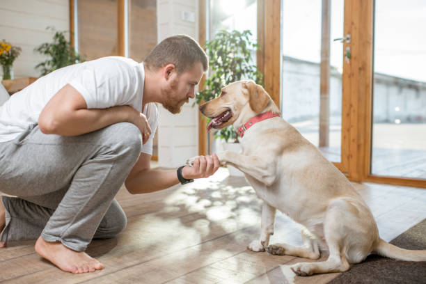 istock Man playing with dog in the house 1002275928