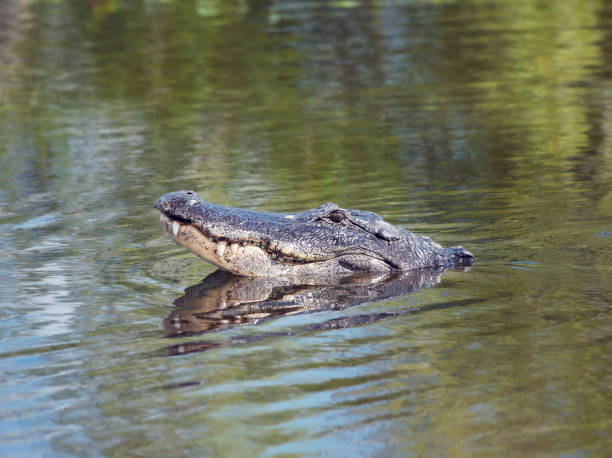 istock American alligator looking out of water 1002276622