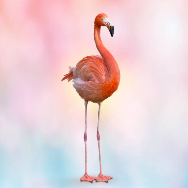 istock Pink flamingo painting 1002279324
