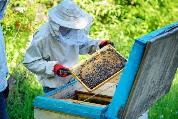 istock Apiary. The beekeeper works with bees near the hives. Apiculture 1002279792