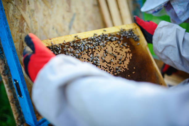 istock The beekeeper takes the frame with honeycomb from the hive 1002279878