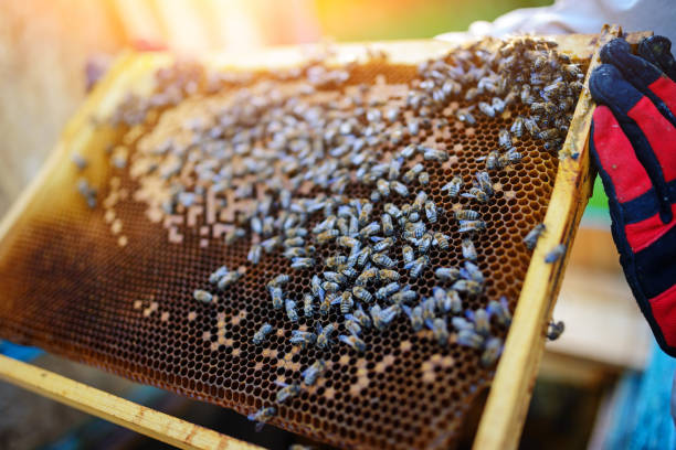 istock Beekeeper holding frame of honeycomb with bees 1002279910