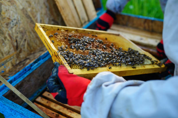 istock The beekeeper takes the frame with honeycomb from the hive 1002279920