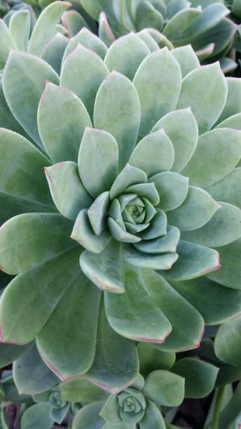 istock Beautiful vibrant green succulent in bloom 1002280042