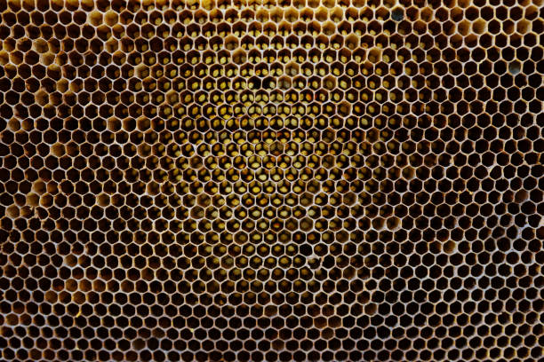 istock Background texture and pattern of a section of wax honeycomb from a bee hive filled with golden honey in a full frame view 1002280152