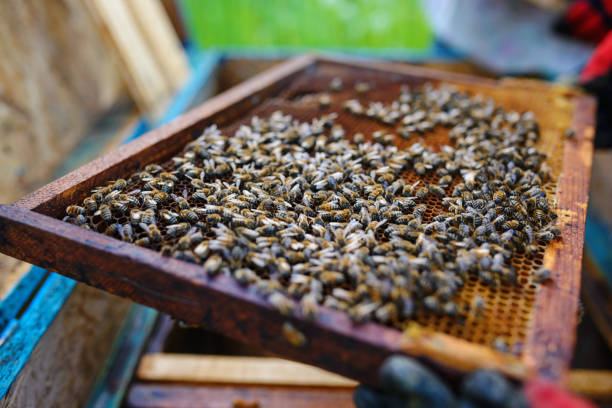 istock Beekeeper holding frame of honeycomb with bees 1002280742