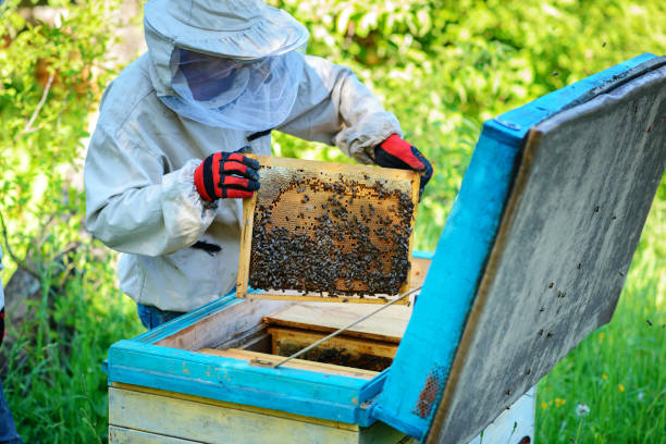 istock Apiary. The beekeeper works with bees near the hives. 1002280878