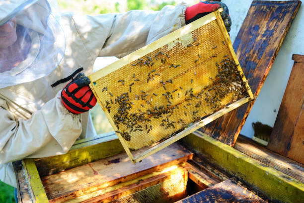istock The beekeeper takes the frame with honeycomb from the hive. 1002280922