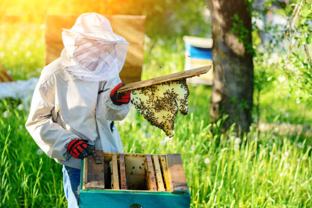 istock The beekeeper takes the frame with honeycomb from the hive. 1002280928