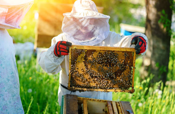 istock The beekeeper takes the frame with honeycomb from the hive. 1002280930