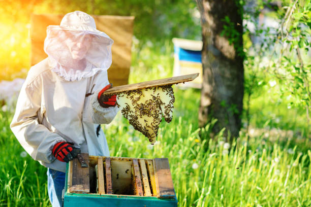 istock The beekeeper takes the frame with honeycomb from the hive. 1002280932