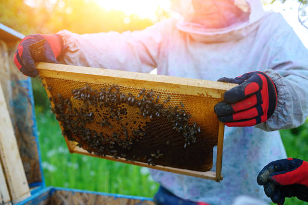istock The beekeeper takes the frame with honeycomb from the hive. 1002280952