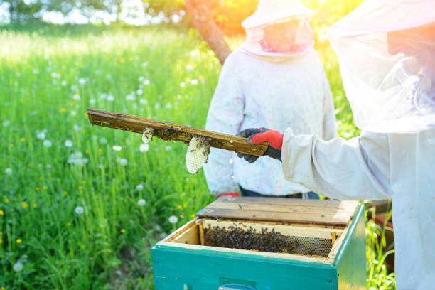 istock The beekeeper takes the frame with honeycomb from the hive. 1002280976