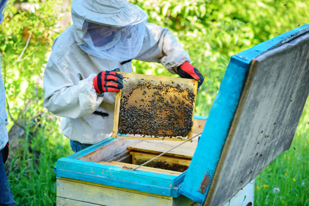 istock Apiary. The beekeeper works with bees near the hives. 1002281214