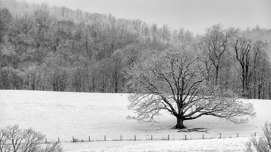 Lone tree on a field across the Julian Price picnic area on the Blue Ridge Parkway