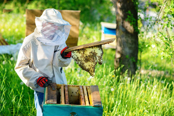 istock The beekeeper takes the frame with honeycomb from the hive. 1002281236