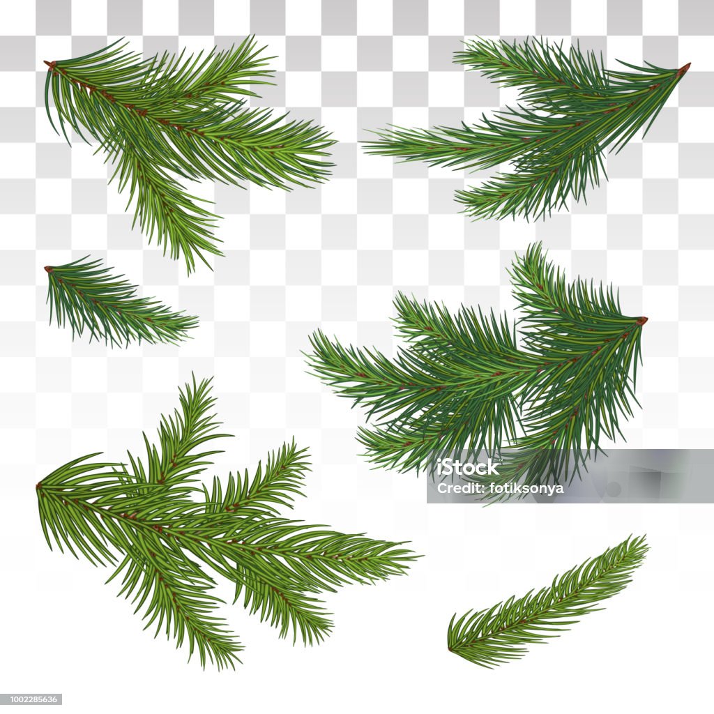 緑の松の枝を設定します。分離されました。クリスマス。装飾。クリスマス ツリー。ベクトルの図。Eps 10。 - 枝のロイヤリティフリーベクトルアート