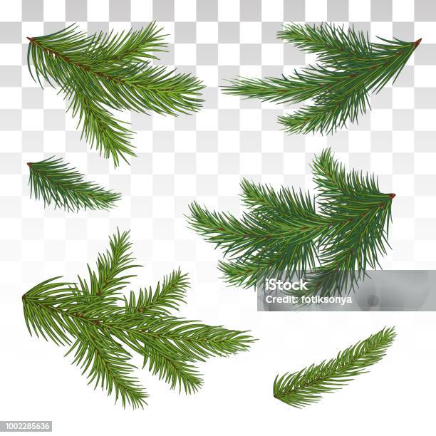 Set Of Green Pine Branches Isolated Christmas Decor The Christmas Tree Vector Illustration Eps 10 Stock Illustration - Download Image Now