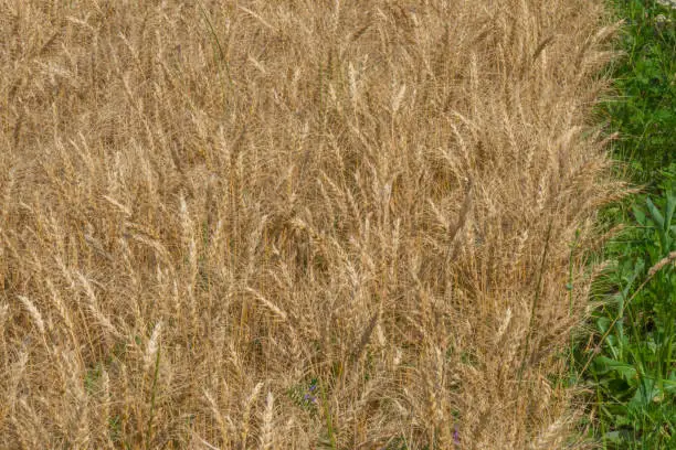 Golden close-up of ripe corn wheat grain with whitespace for text with some green grass at side