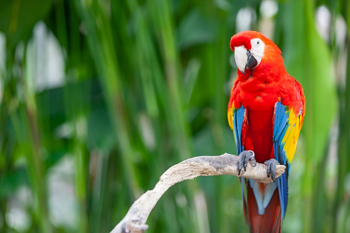 Red macaw on branch