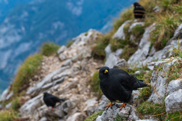 istock Alpine Jackdaws on a mountain slope, Slovenia 1002299532