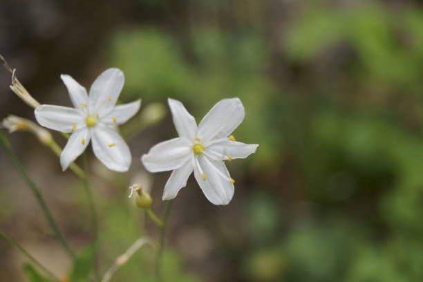 istock White wildflower -   flowers growing in the forest 1002299626