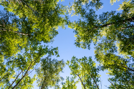 Trees and blue sky in the forest. Bottom view. Summer nature.