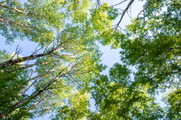 istock Trees and blue sky in the forest. Bottom view. 1002300062