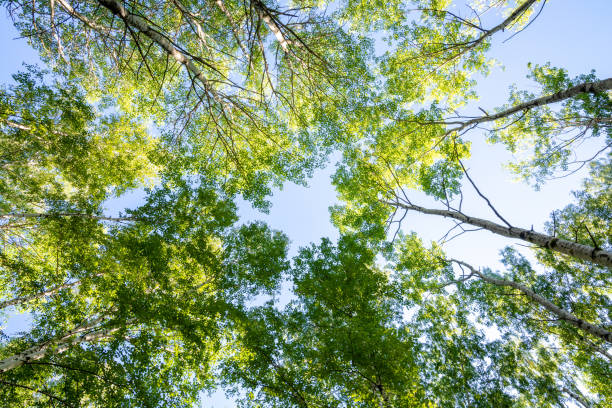 istock Trees and blue sky in the forest. Bottom view. 1002300128
