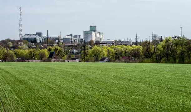 Photo of Green field with young sprouts before the panorama of the agro-industrial complex