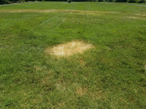 istock green grass lawn with dead brown patches 1002303296