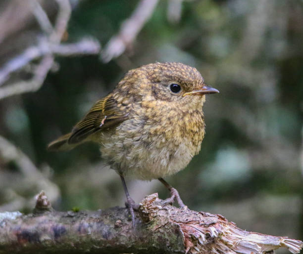 istock Juvenile Robin on Titchfield Canal Path 1002303338