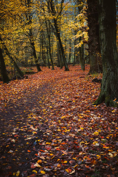 istock Pathway between trees covered with fallowed golden leaves on the ground in a beautiful autumn forest 1002304182