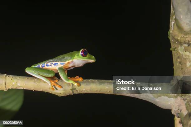 Red Eyed Laubfrosch Auf Ast Im Nächtlichen Dschungel Stockfoto und mehr Bilder von Amphibie