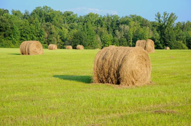 istock Round hay bales in field 1002308464