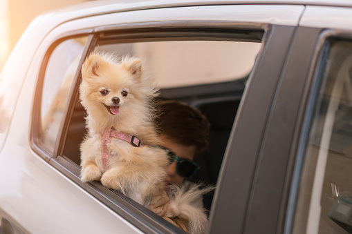 Perro Pomerania en la ventana del coche, va por viaje photo