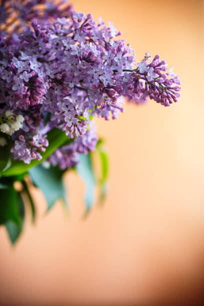 istock branch of blossoming spring lilac 1002309454