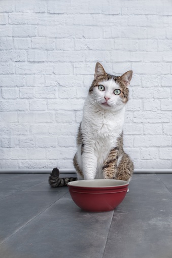 Funny tabby cat sit behind a red bowl and look curious to the camera