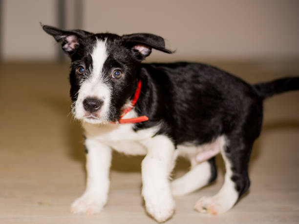 istock Black and white puppy running 1002329492