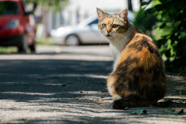 istock Colorful cat sitting on the road turned half-turned 1002334860