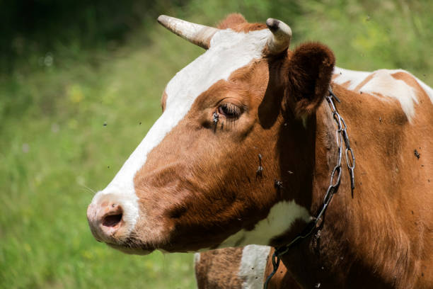 Cud of cow