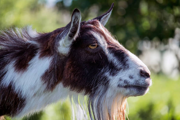 istock Female goat head profile (Capra aegagrus hircus) 1002335380