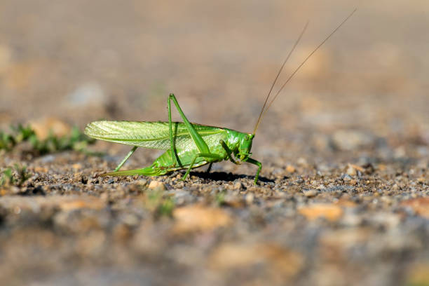istock Female great green bush-cricket sits on the ground (Tettigonia viridissima) 1002335492